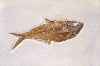 Poisson fossile (non déterminé, Hakel, Liban)